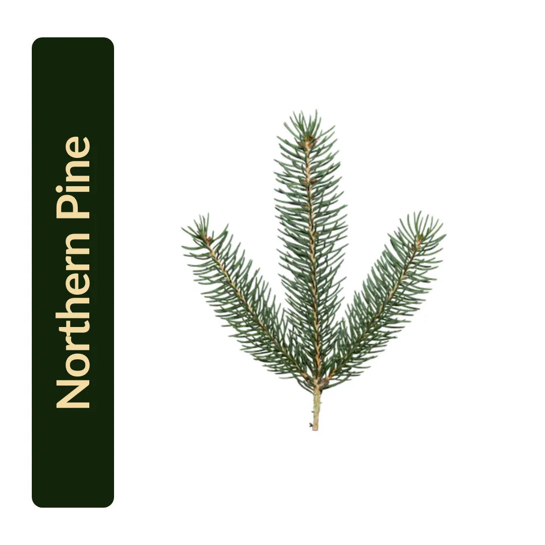 Northern Pine