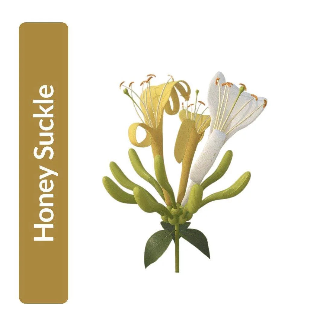 Honey Suckle Oil
