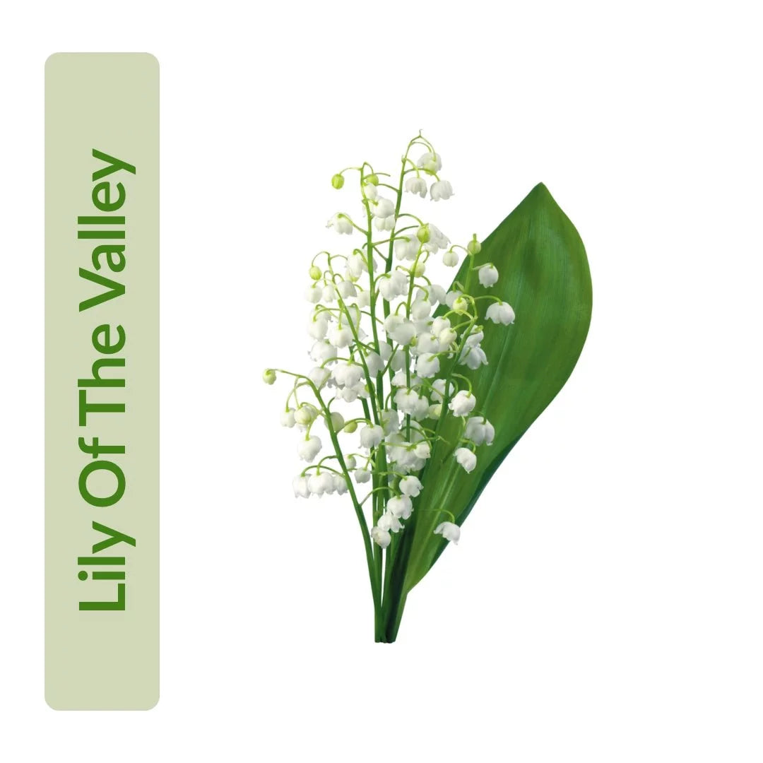 Lily Of The Valley