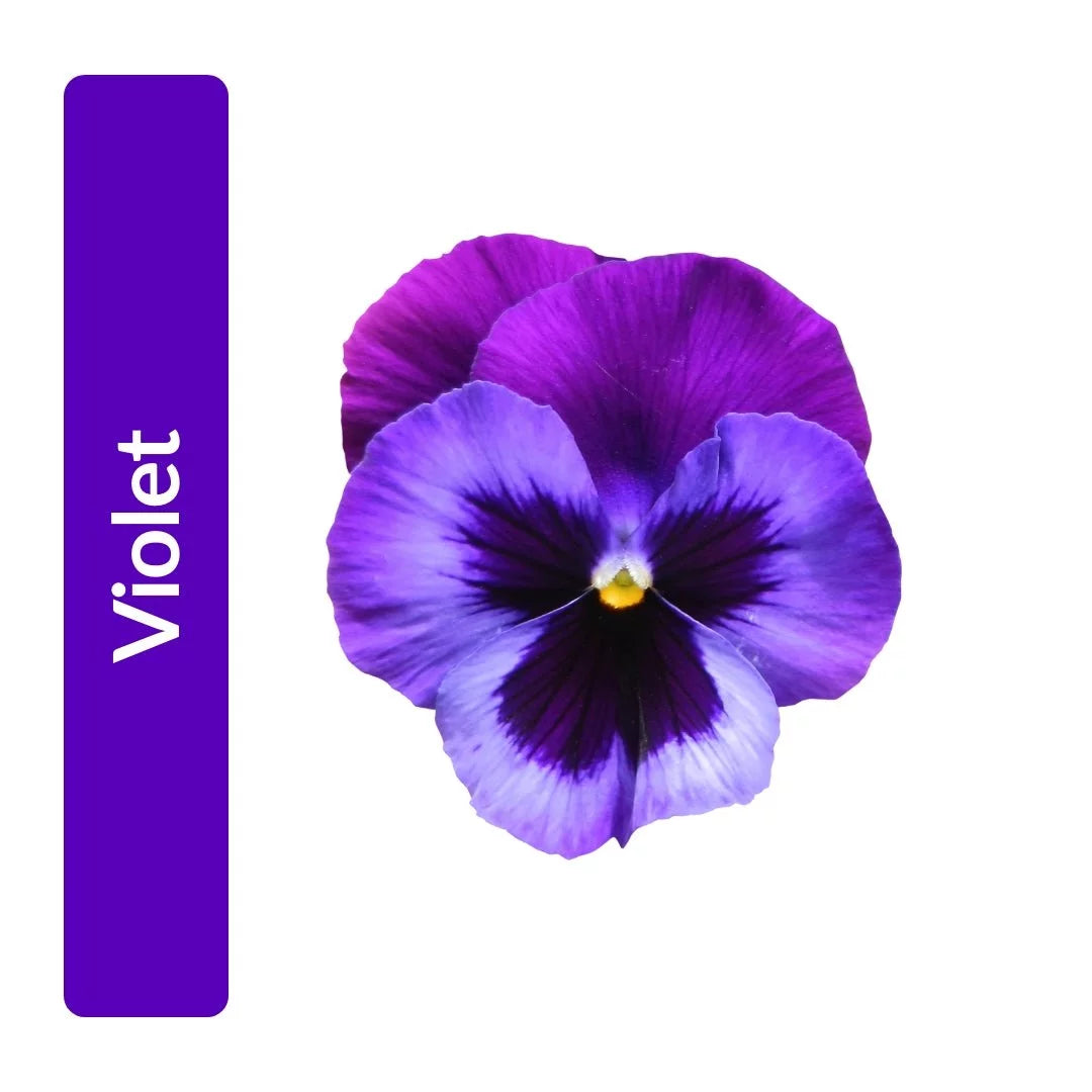Violet