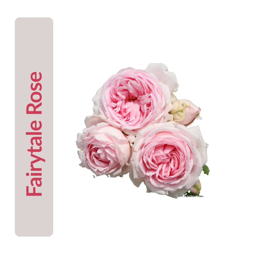 Fairytale Rose Fragrance Oil