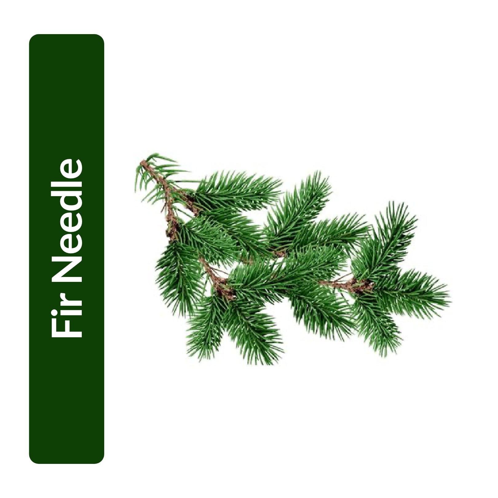 Fir Needle Essential Oil