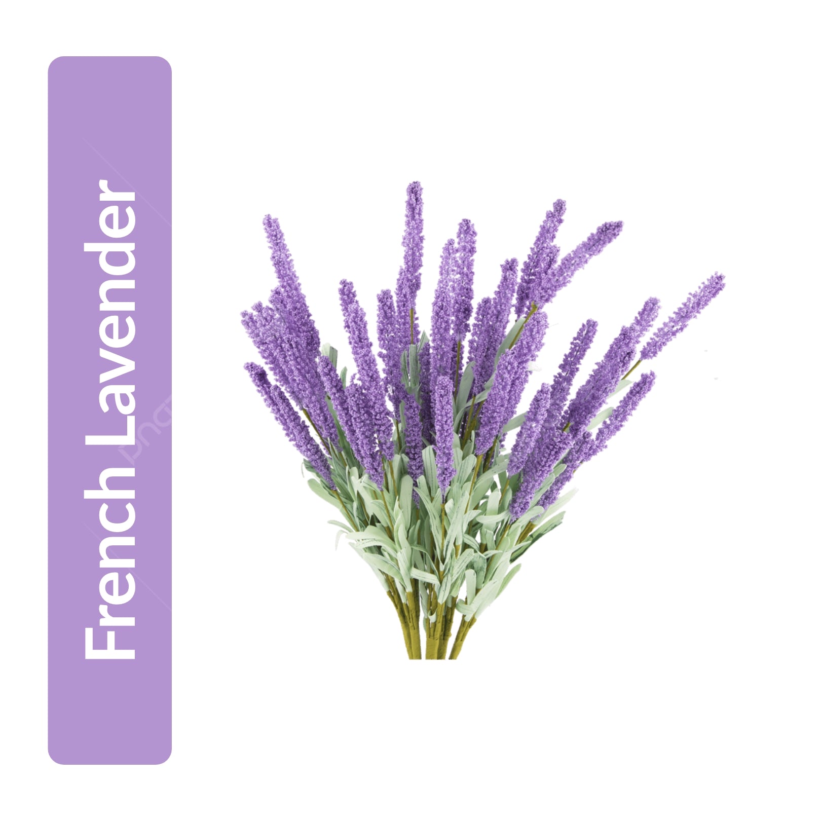 French Lavender Essential Oil